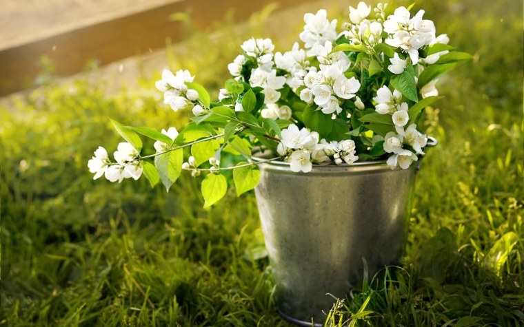 Чубушник балет мотыльков