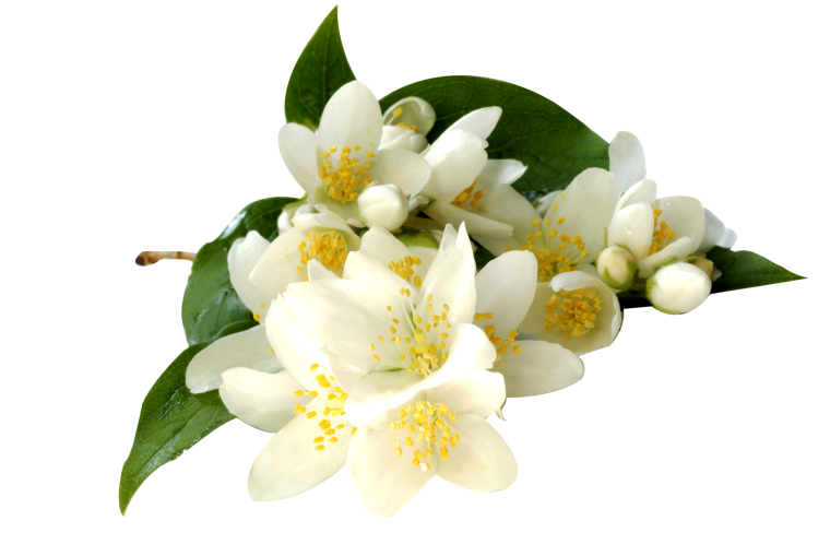 Жасмин грандифлорум Абсолют