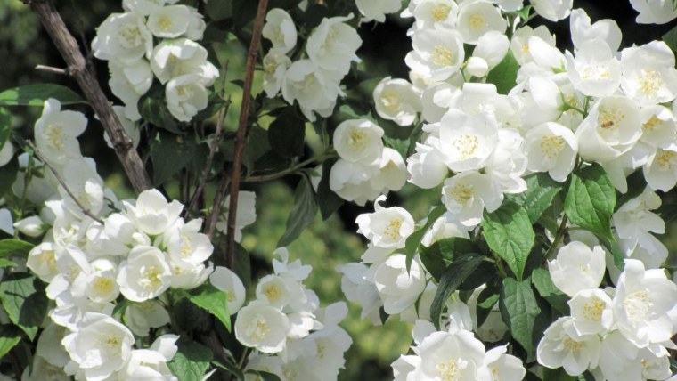 Чубушник жемчуг