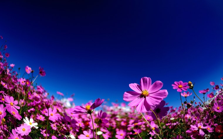 Яркие летние цветы