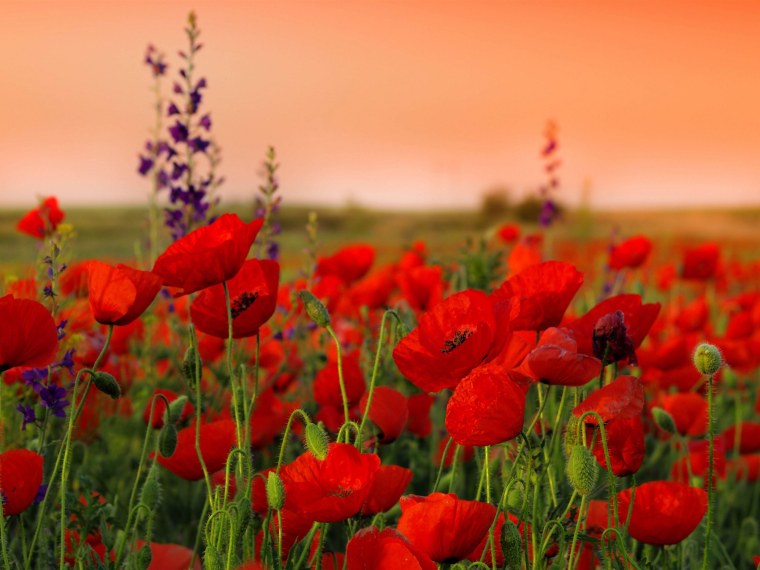 Remembrance Day Маковое поле