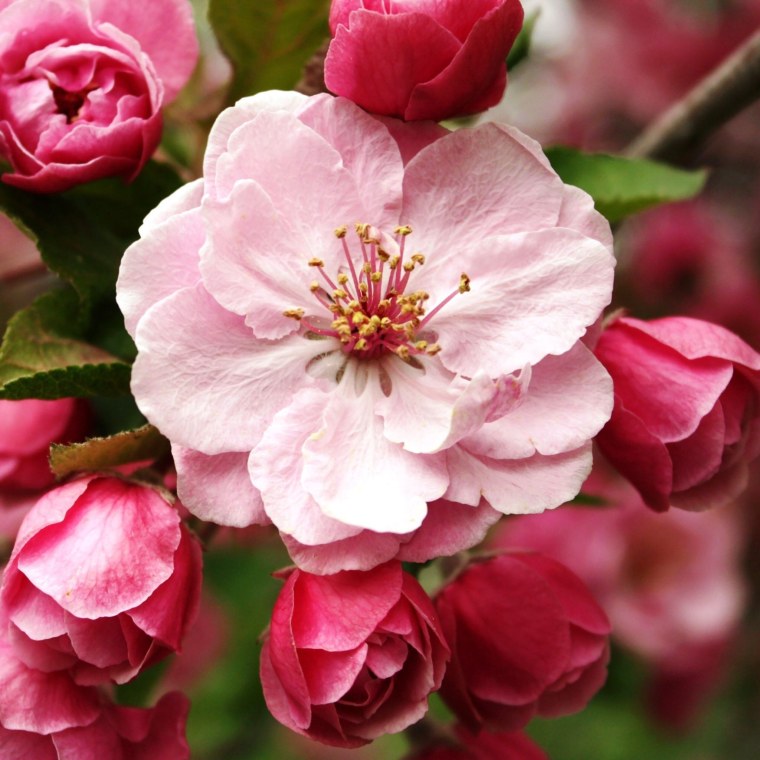 Яблоня Пинк Роуз