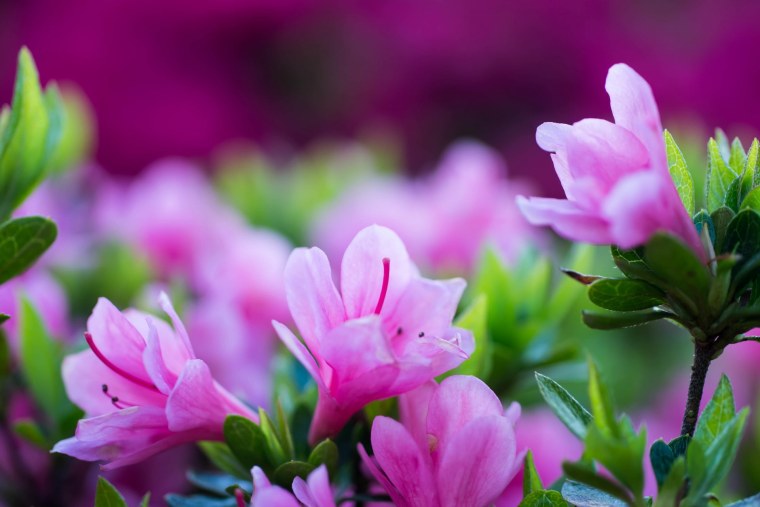 Нежный цветок