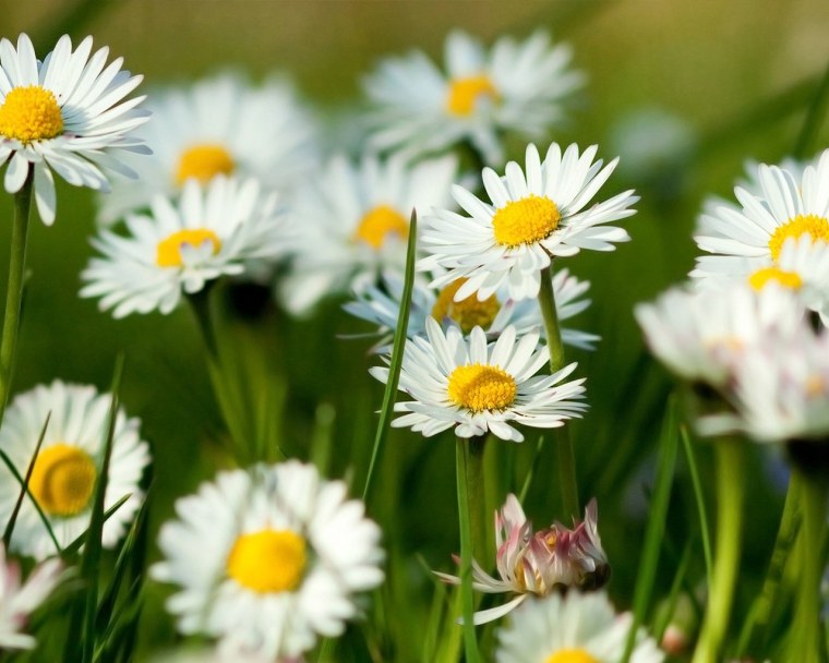 Летние цветы