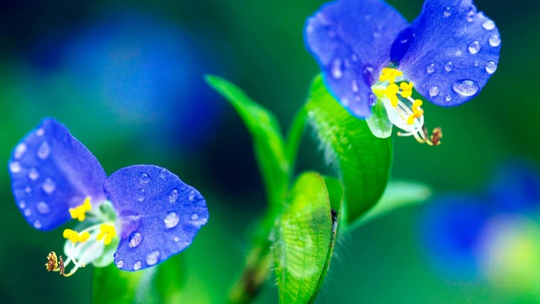 Синие цветы макро