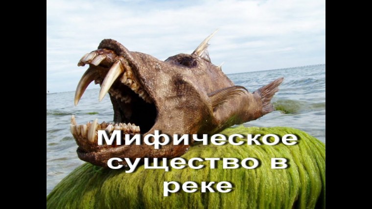 Морские чудовища реальные