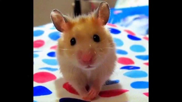 Смешные хомяки