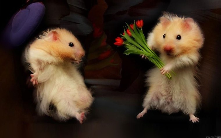 Хомяк с цветочком