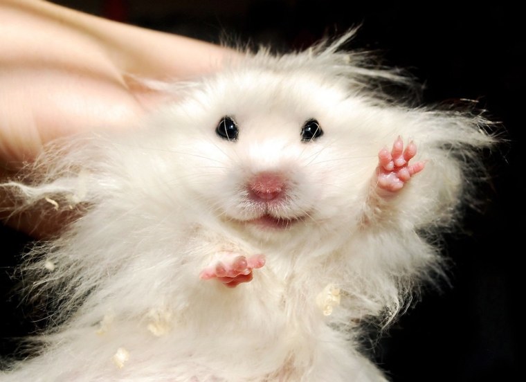 Хомяк сирийский ангорский серый