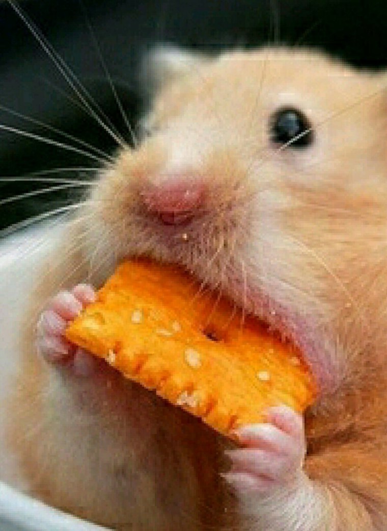 Смешные хомяки