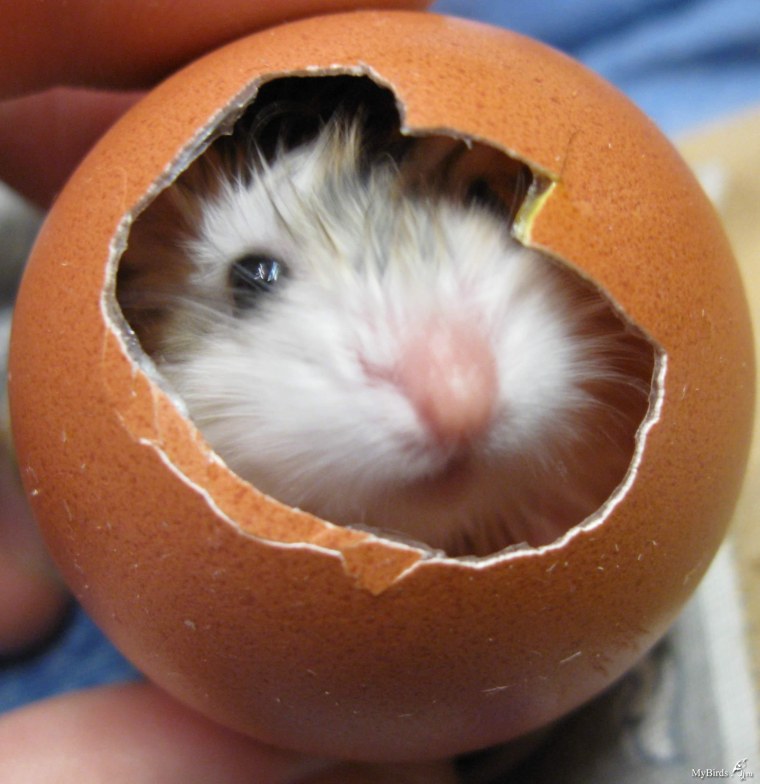 Хомяки приколы