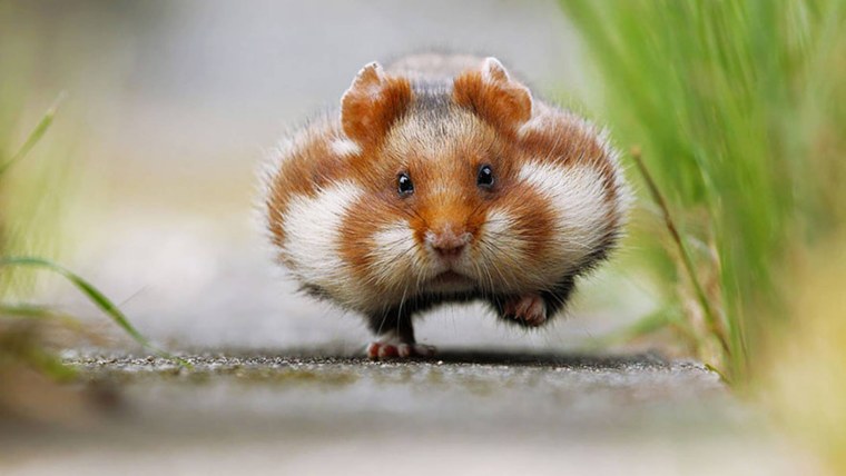 Прикольный хомяк