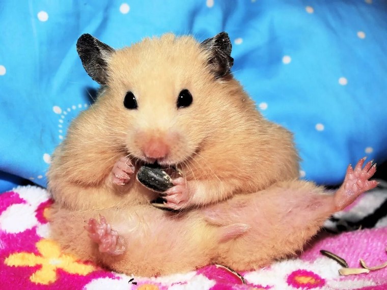 Прикольный хомяк
