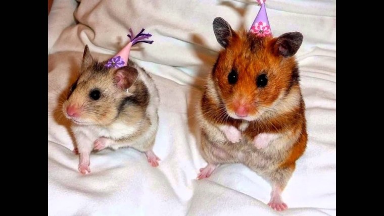 Смешные хомячки джунгарики