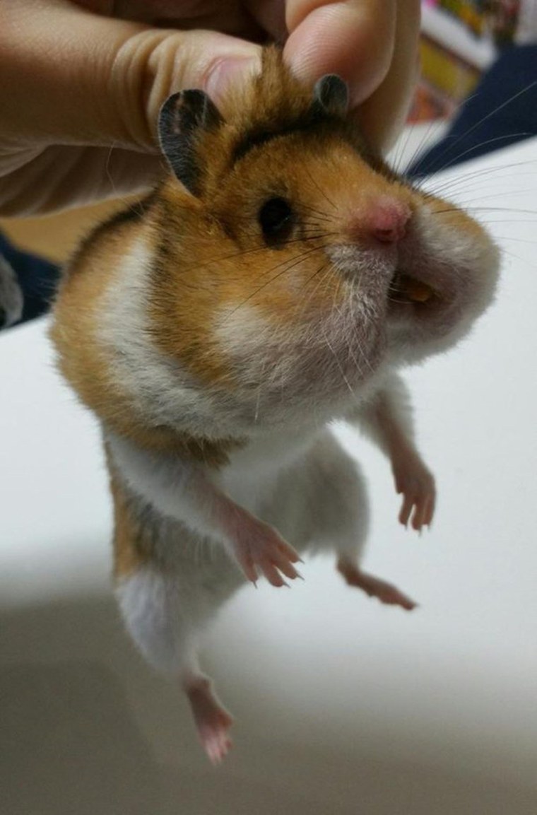 Прикольный хомяк