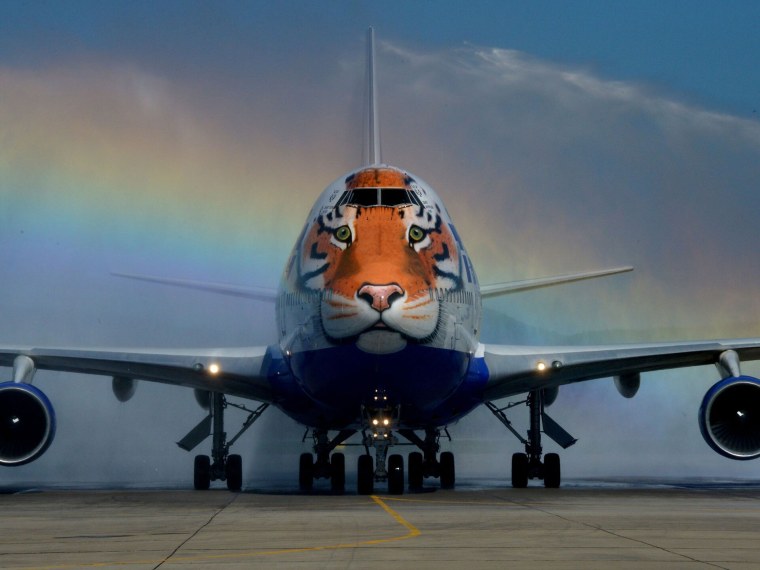 Boeing 747 Трансаэро тигр