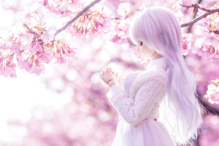 Цветущая Сакура аниме