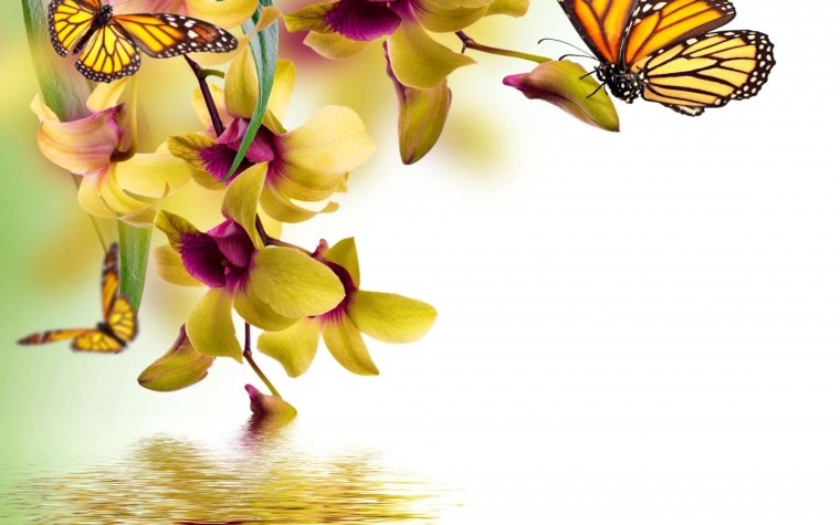 Бабочка на цветке