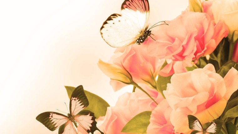 Картинки на рабочий стол бабочки