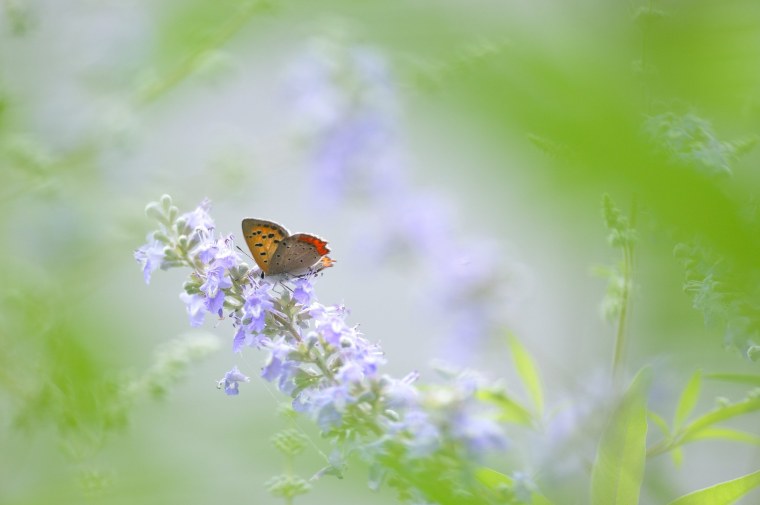 Фотообои с бабочками и цветами