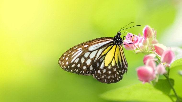 Красивые обои с бабочками