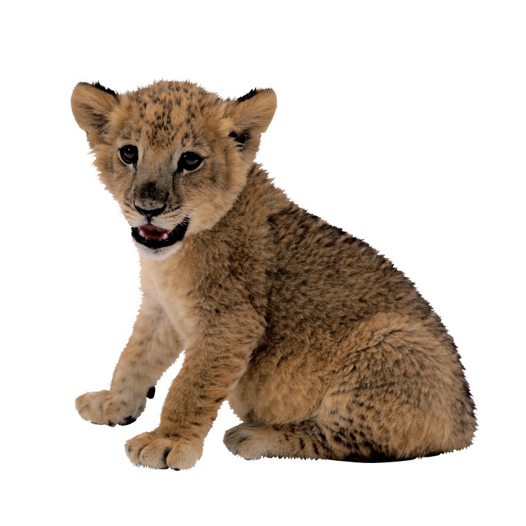 Бурый медведь на белом фоне