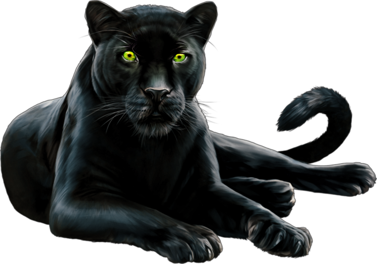 Животные на белом фоне