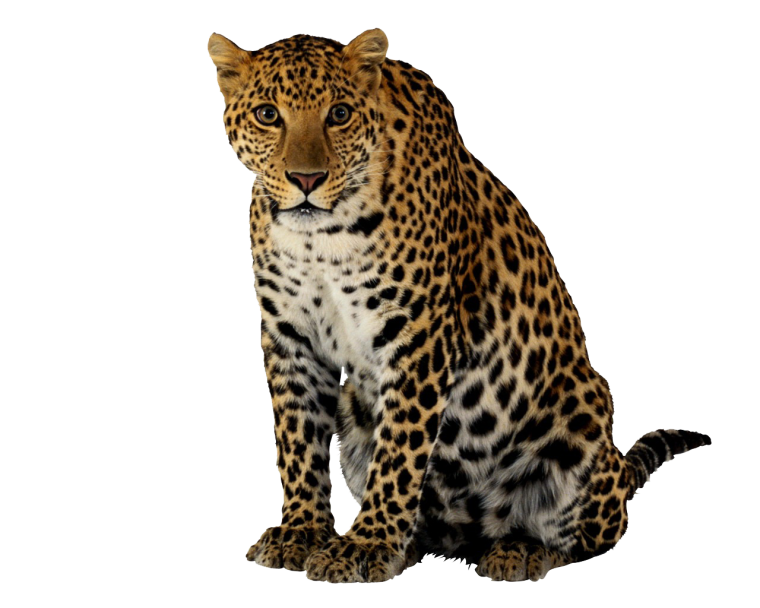 Лесные звери на белом фоне