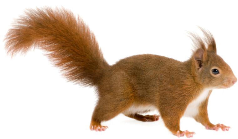 Леопард на белом фоне