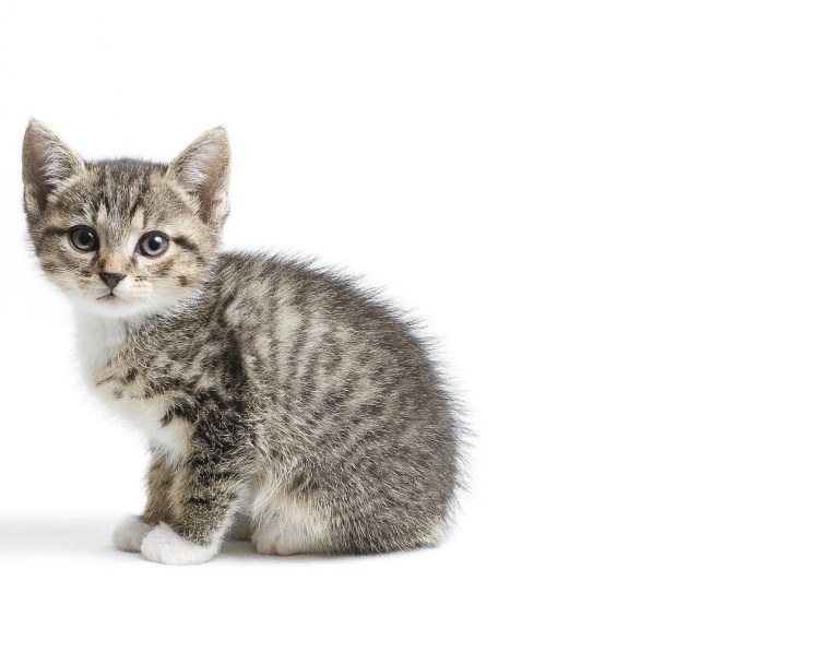 Животные на белом фоне