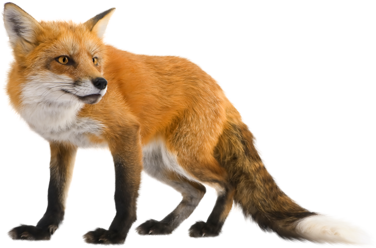 Кошка на белом фоне