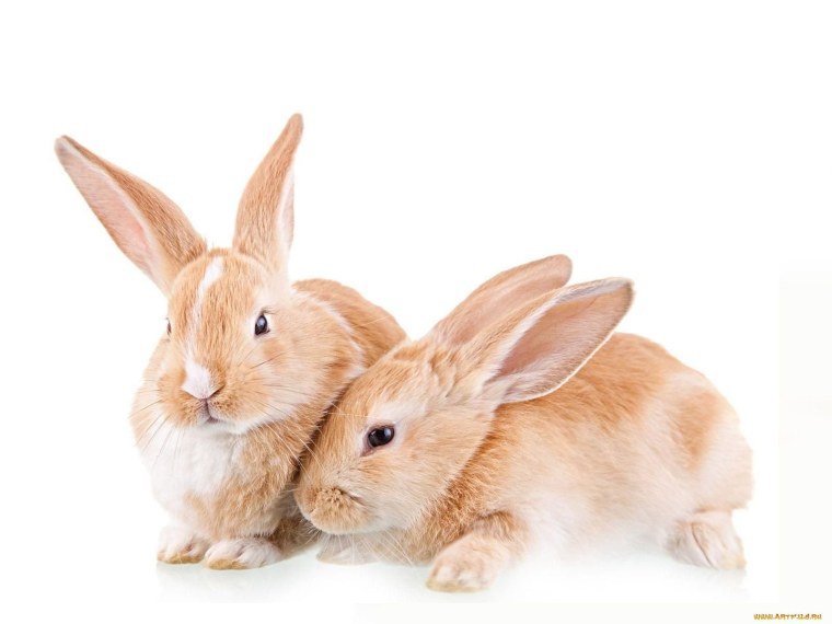 Лиса на белом фоне