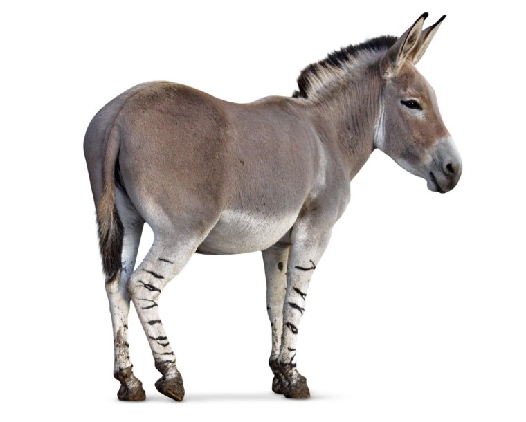 Белый медведь на прозрачном фоне