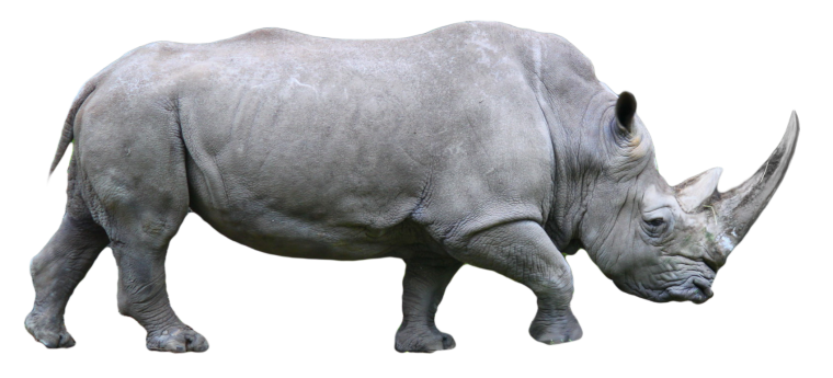 Енот полоскун сбоку