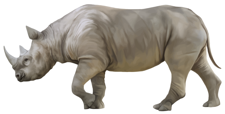 Домашние животные на белом фоне