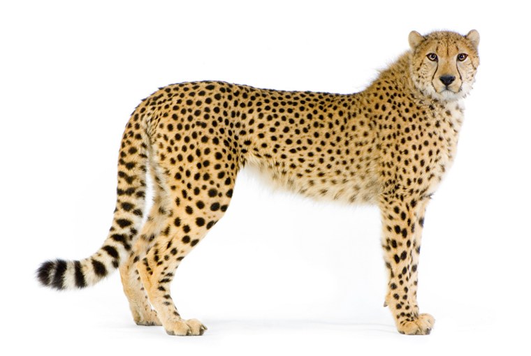 Лиса на белом фоне