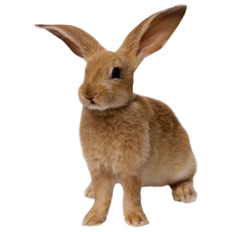 Рысь (l) (88565b)