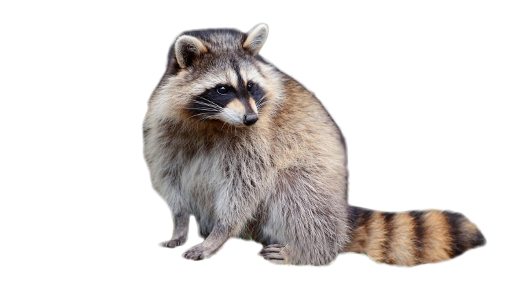 Панда на белом фоне