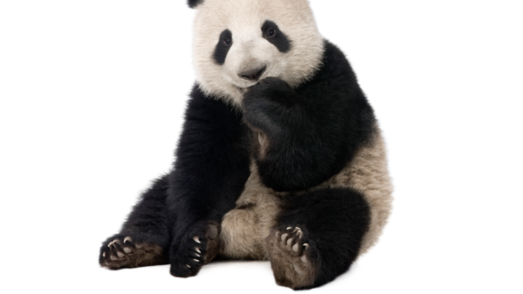 Белочка на белом фоне