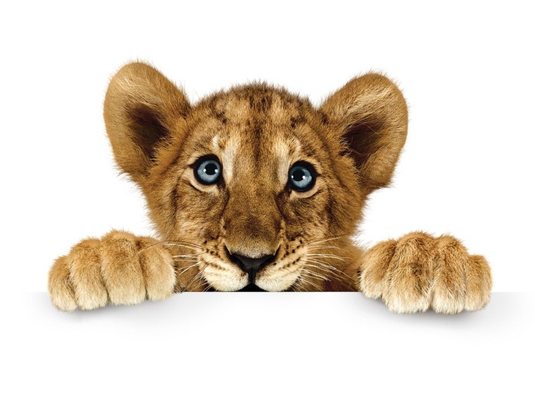 Белка на белом фоне