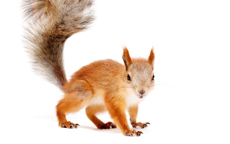 Енот на белом фоне