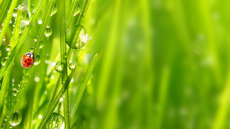 Божья коровка в росе