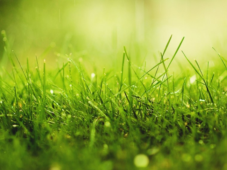 Трава макро