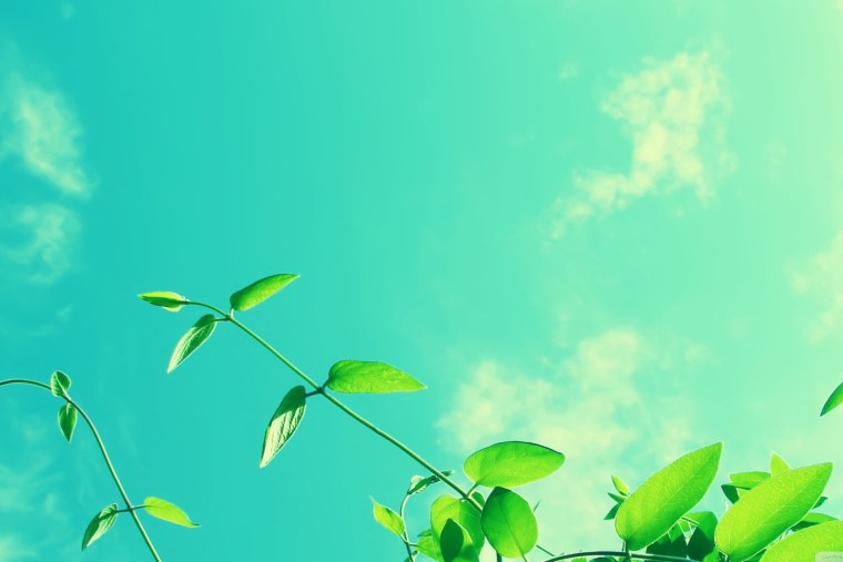 Клубника на зеленом фоне