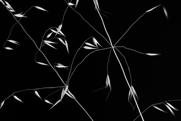 Картина черно белая абстракция