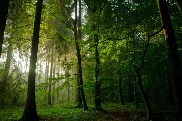 Лес большой Формат