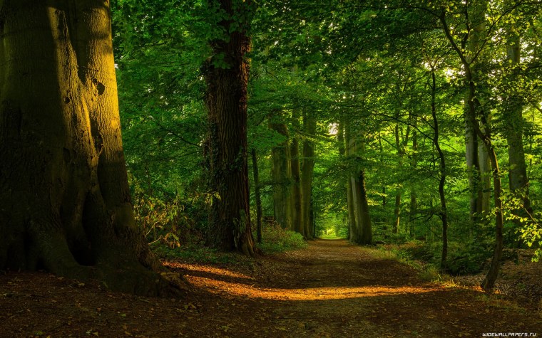 Красивый лес