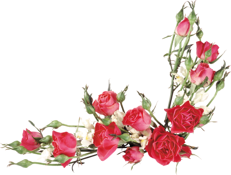 Уголок из роз на прозрачном фоне
