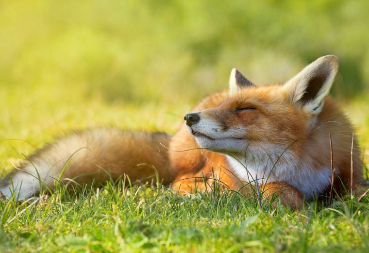 Лиса улыбается