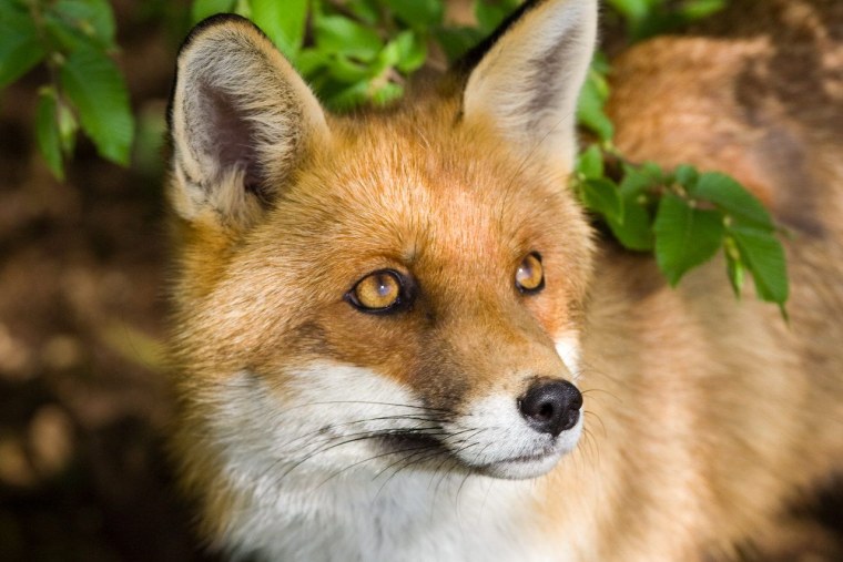 Лисица (Vulpes Vulpes)